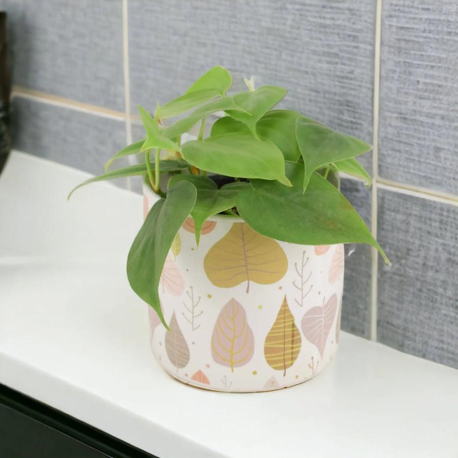 Philodendron Scandens 12cm Pot