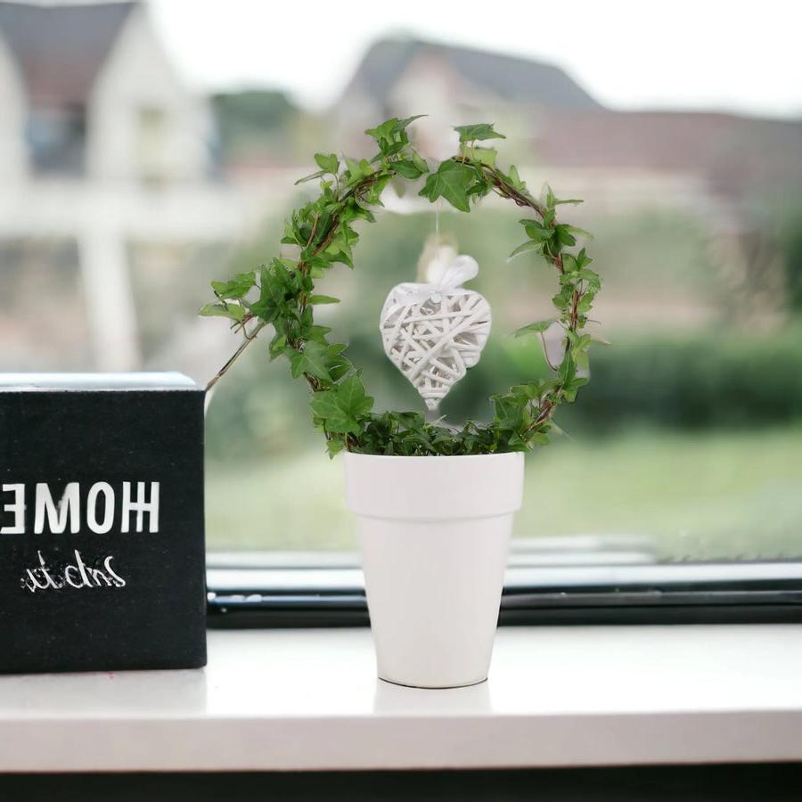 Love Hedera (Ivy) Hoop in White 12cm Pot Gift