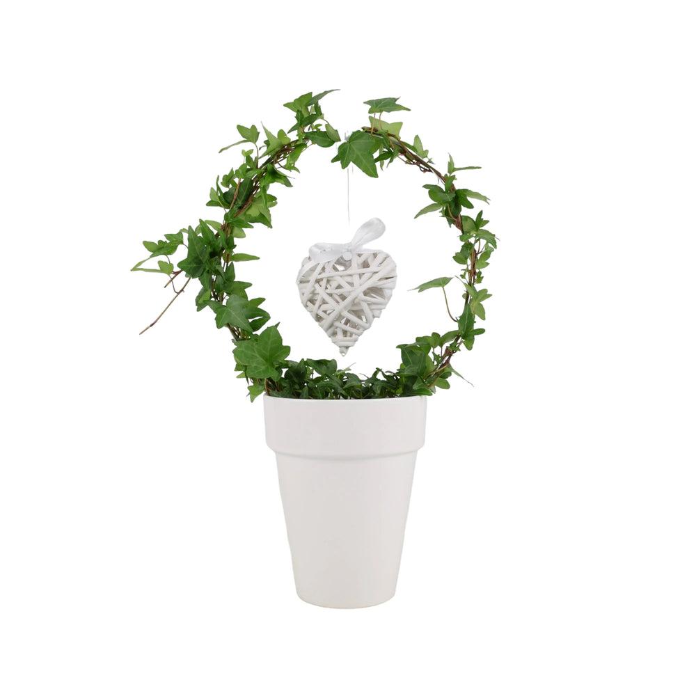 Love Hedera (Ivy) Hoop in White 12cm Pot Gift