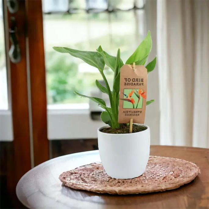 Strelitzia Bird Of Paradise 12cm Pot Plants By Post