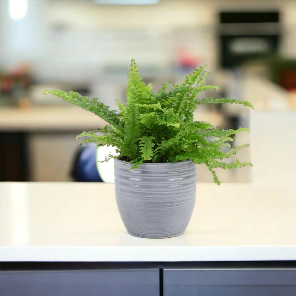 Boston Fern (Nephrolepsis) In 12cm