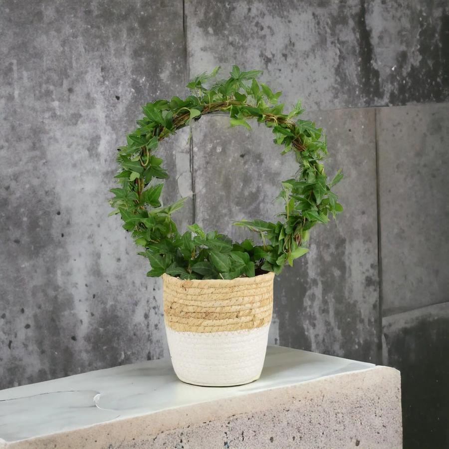 Hedera (Ivy) Hoop in 12cm Plants By Post