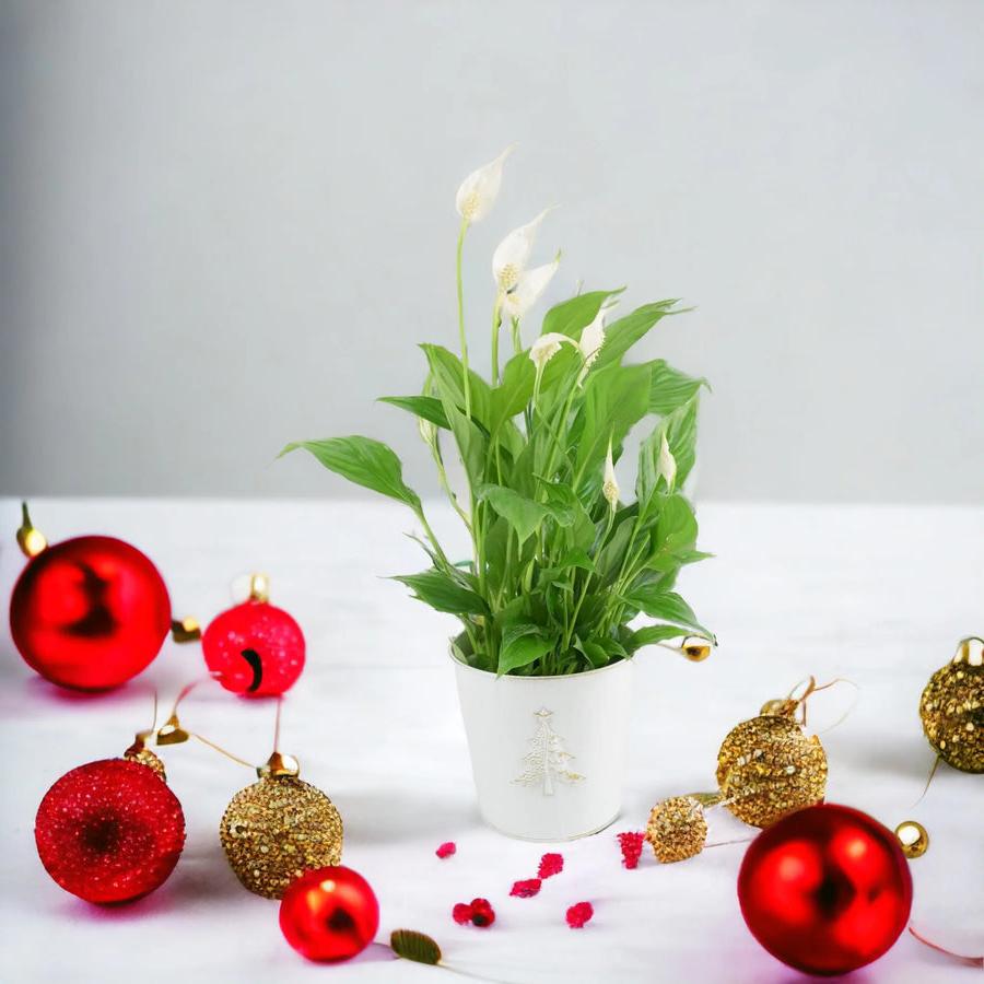 Spathiphyllum Peace Lily 12cm In Christmas Tree Zinc Plants By Post UK