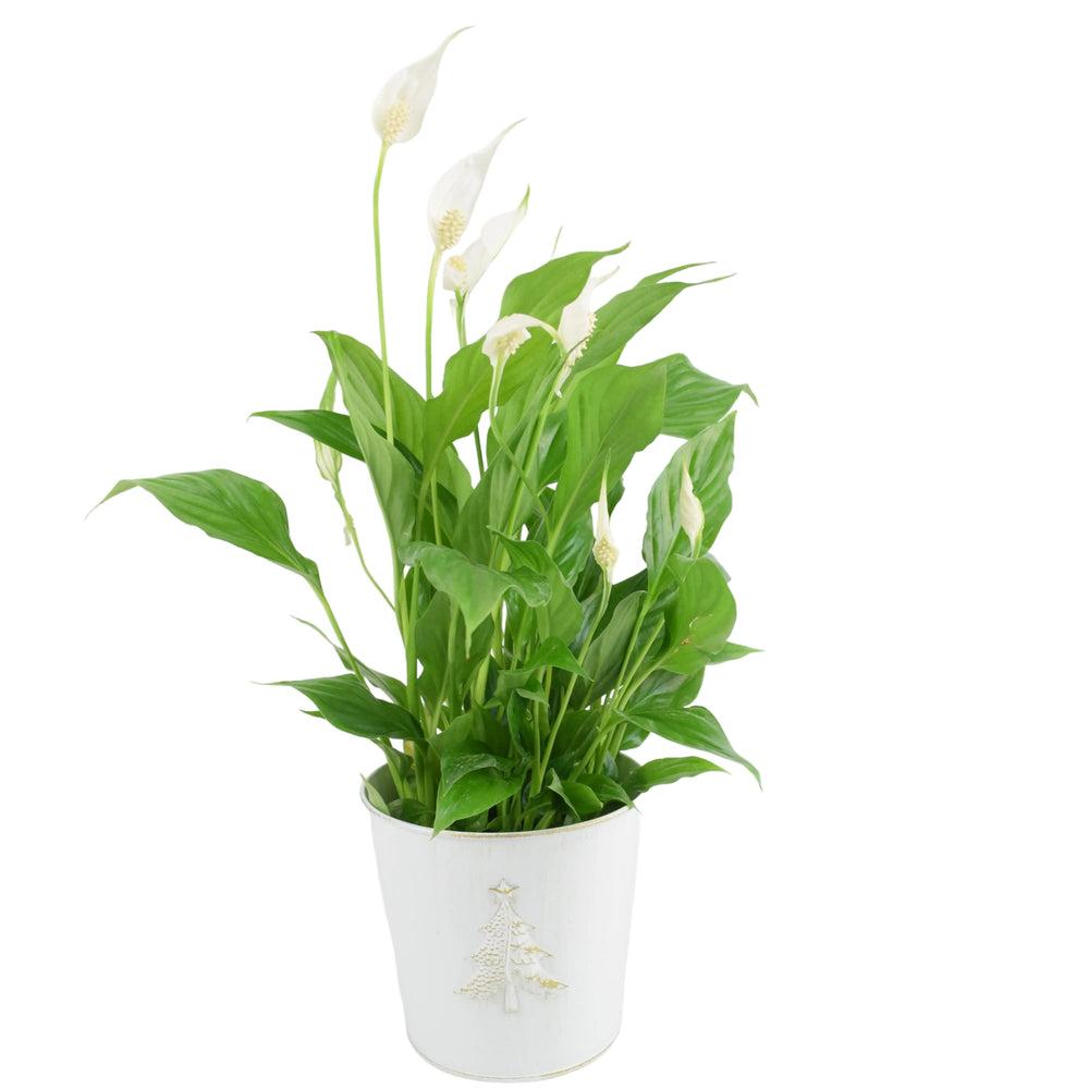 Spathiphyllum Peace Lily 12cm In Christmas Tree Zinc Plants By Post UK