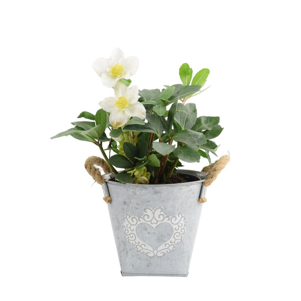 Hellebore Christmas Carol 15cm in Heart Planter Plants By Post