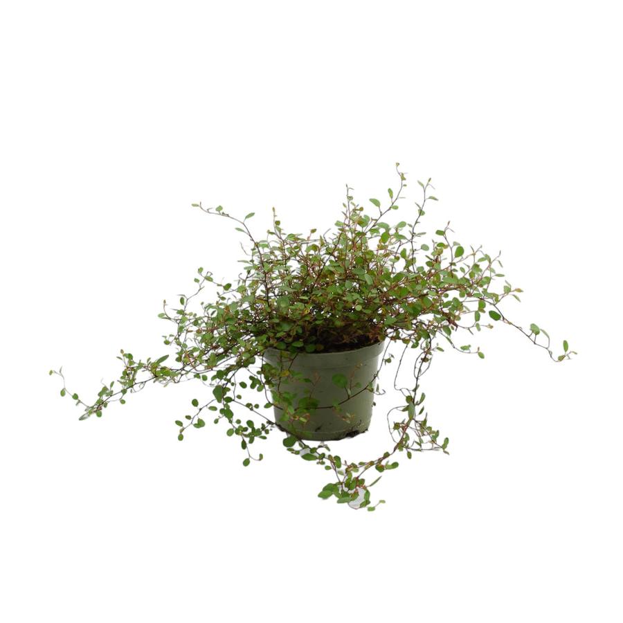 Muehlenbeckia Complexa Maidenhair Vine 11cm Pot Plants By Post