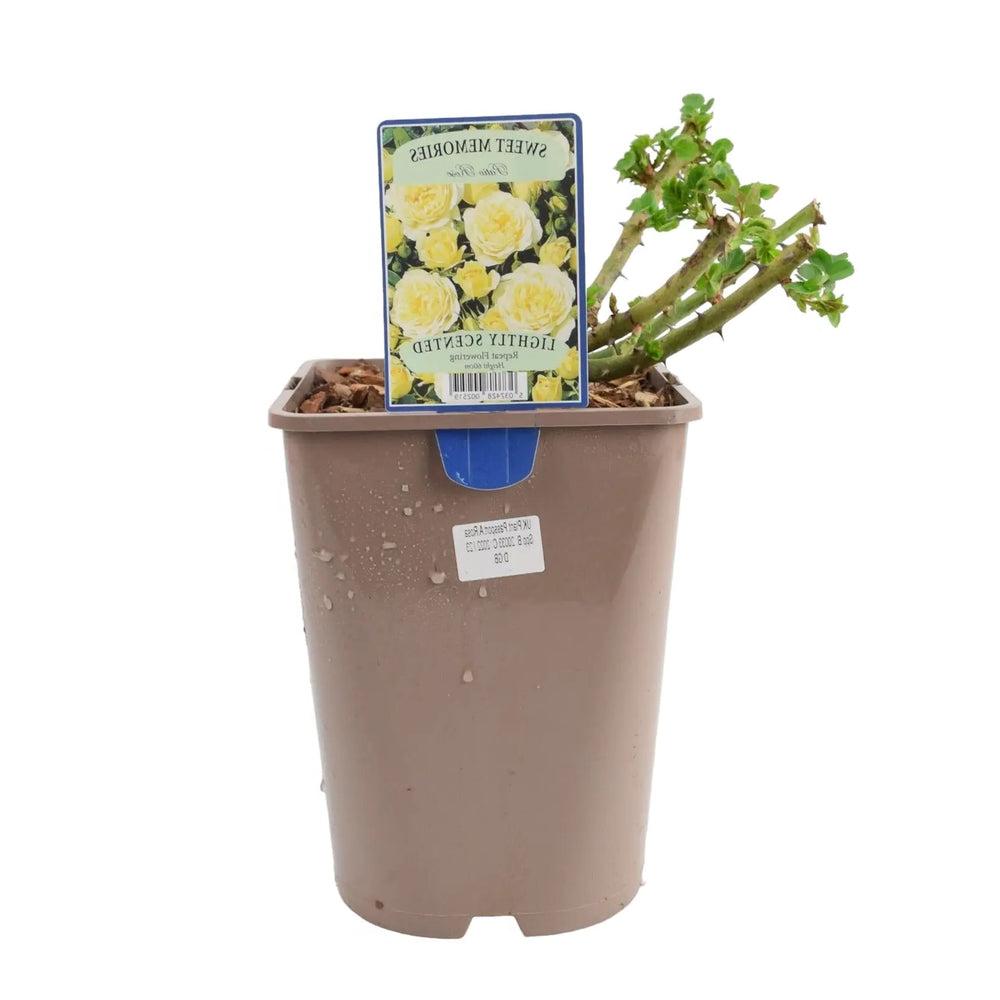 Rose Sweet Memories 5.5L Plants By Post