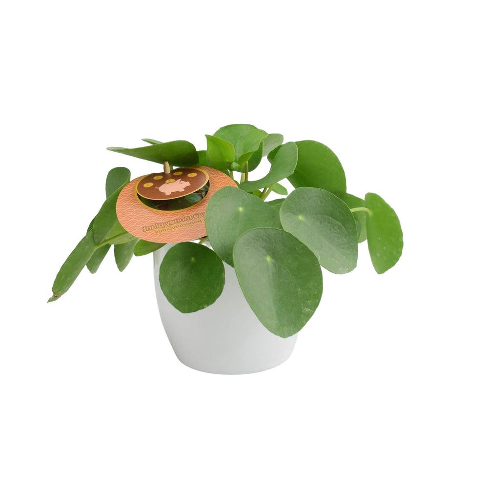 Pilea Pepperomioides Chinese Money Plant 12cm Matte White Pot Unbranded