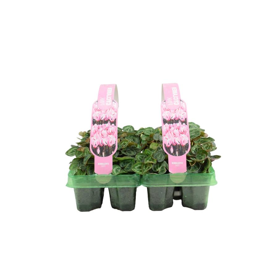 Cyclamen Pink 6 Pack x 2 (12 Plants) plants by post