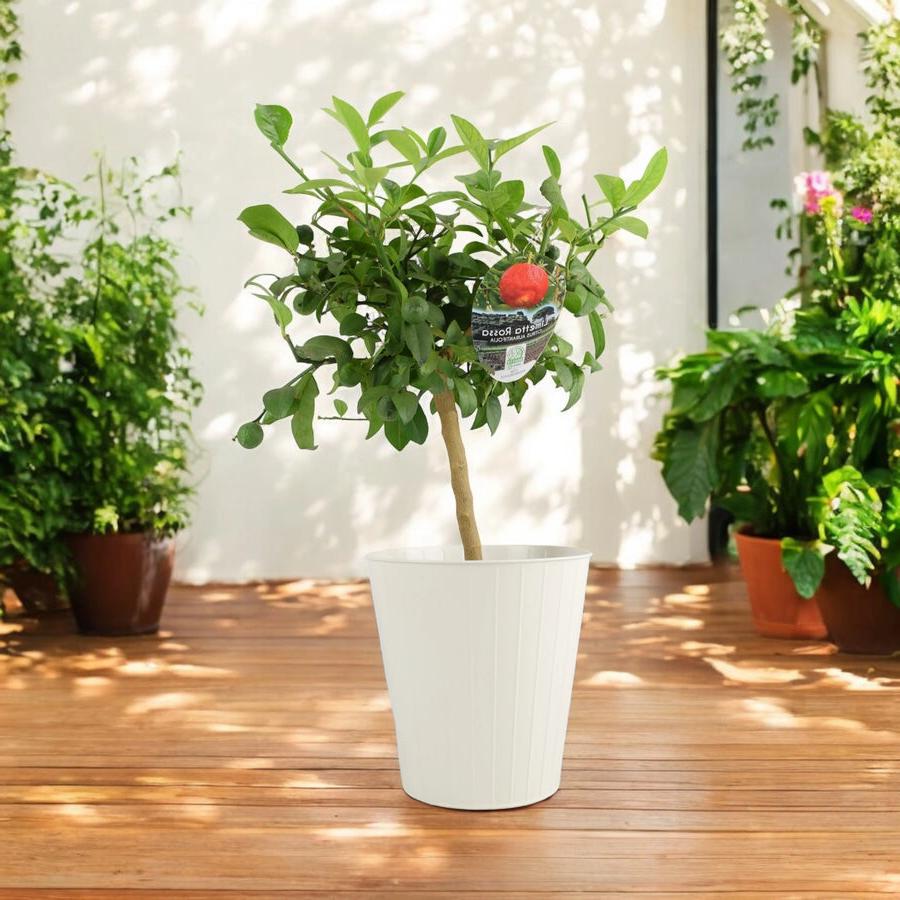 Citrus Red Lime Tree plants by post