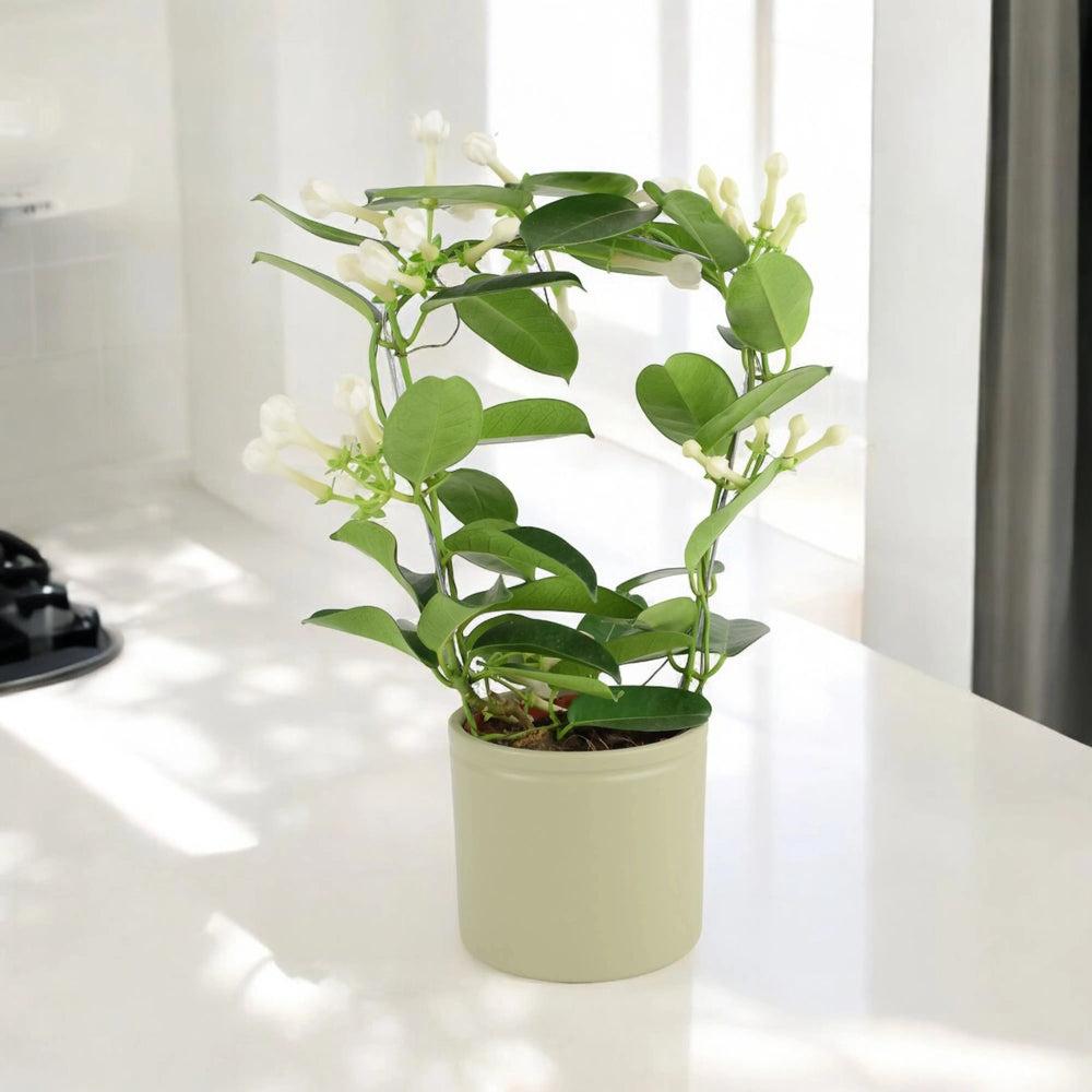 Stephanotis Floribunda Jasmine Hoop 12cm Plants By Post