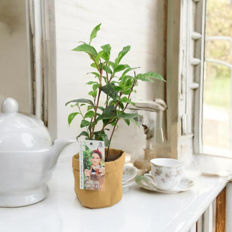 Camelia Sinensis Tea Plant Plants By Post