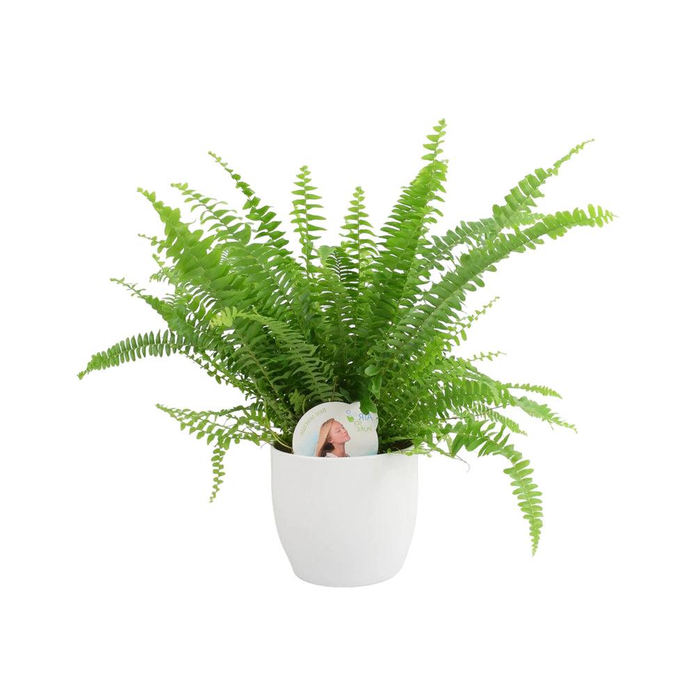 Boston Fern In White Ceramic Pot Gift Plants By Post UK