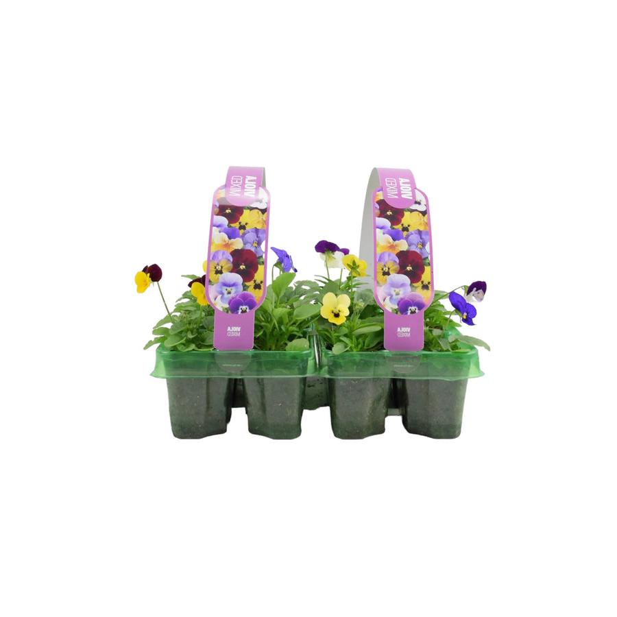 Viola Mixed 2 x 6 packs (12 Plants) Plants By Post