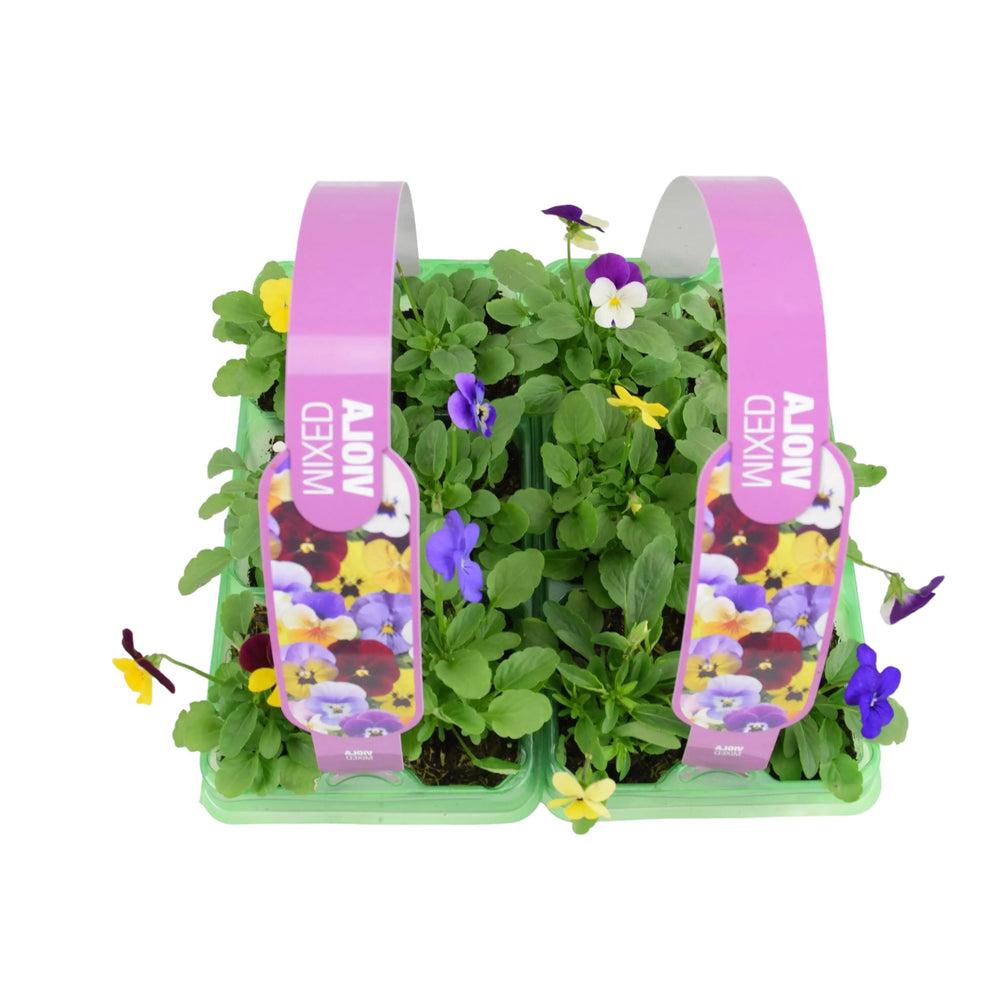 Viola Mixed 2 x 6 packs (12 Plants) Plants By Post