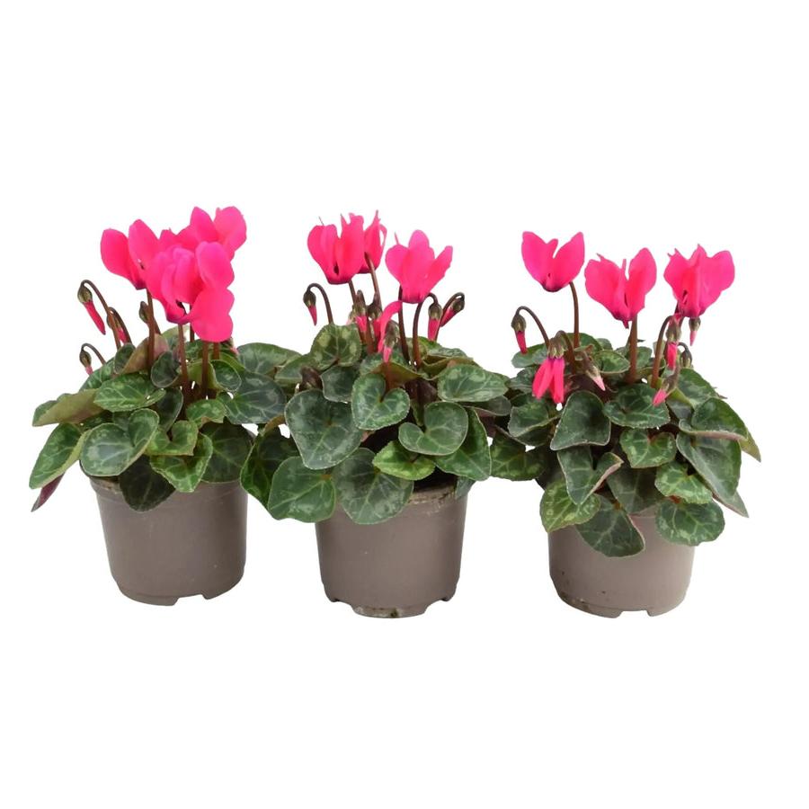 Cyclamen Dark Pink 9cm Pot x 3 plants by post