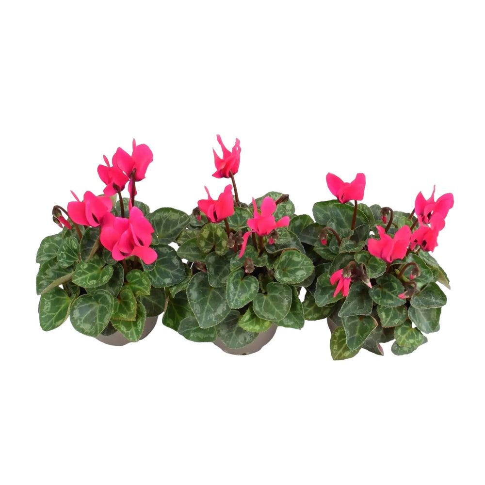 Cyclamen Dark Pink 9cm Pot x 3 plants by post