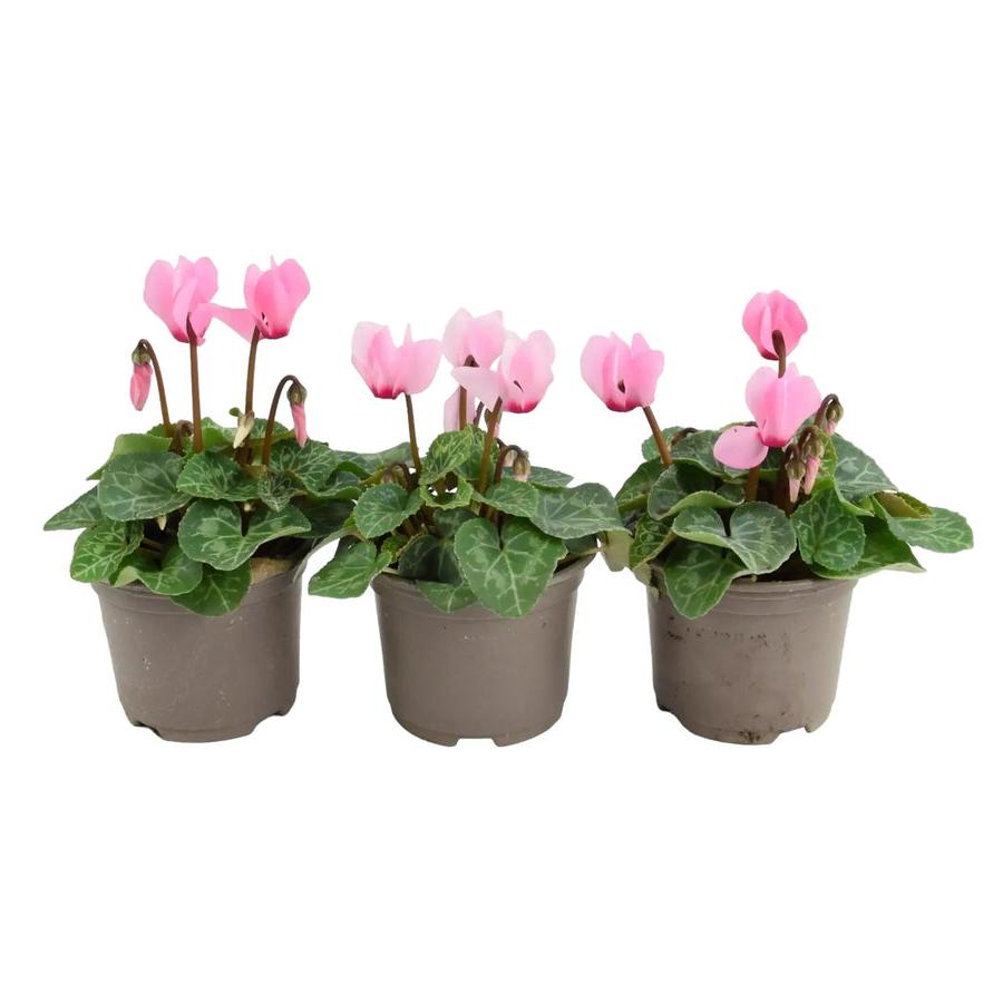 Cyclamen Light Pink 9cm Pot x 3 plants by post