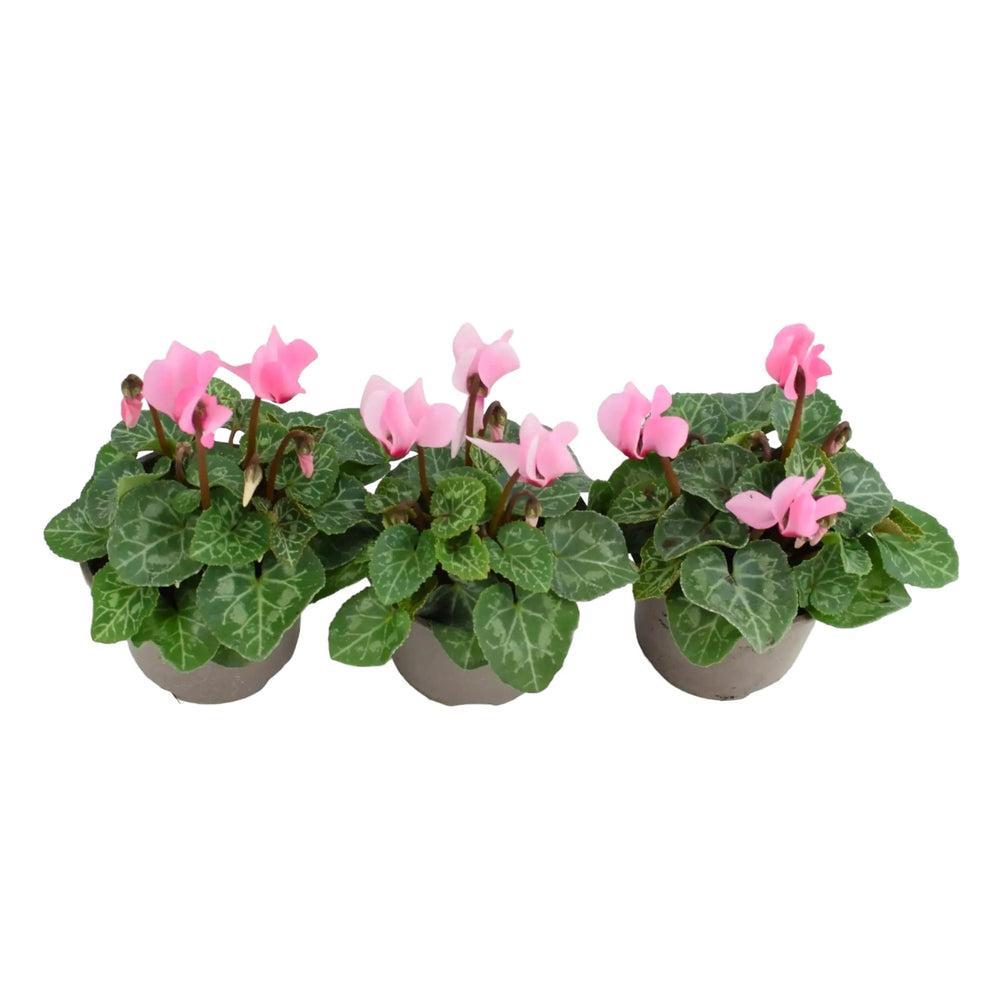 Cyclamen Light Pink 9cm Pot x 3 plants by post