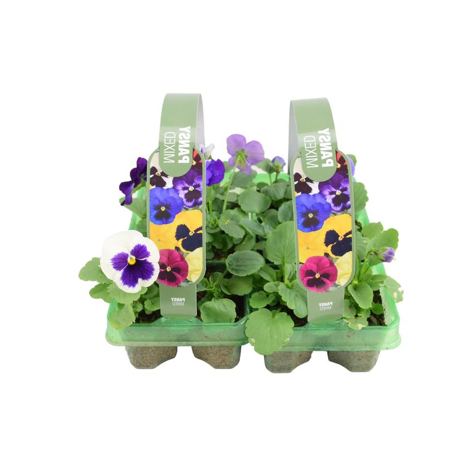 Pansy Mixed 6 pack x 2 (12 Plants) Plants By Post