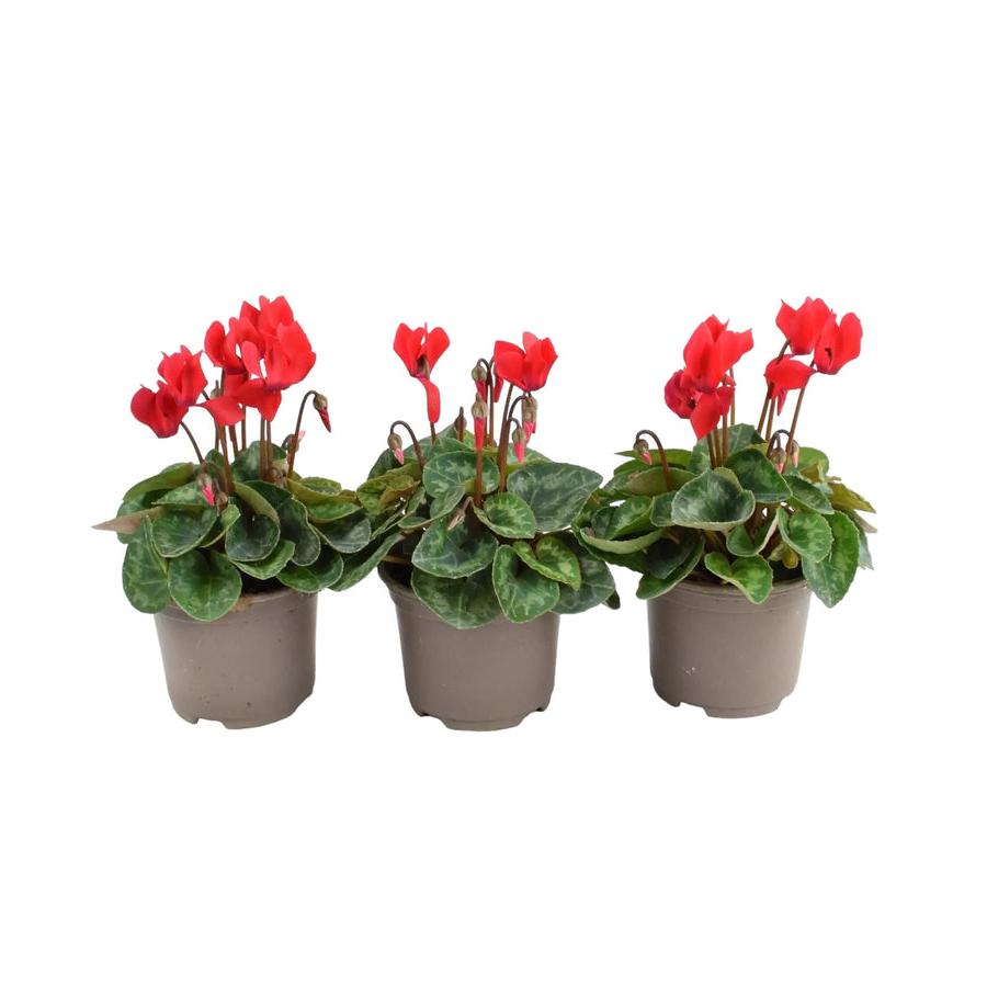 Cyclamen Red 9cm Pot x 3 plants by post