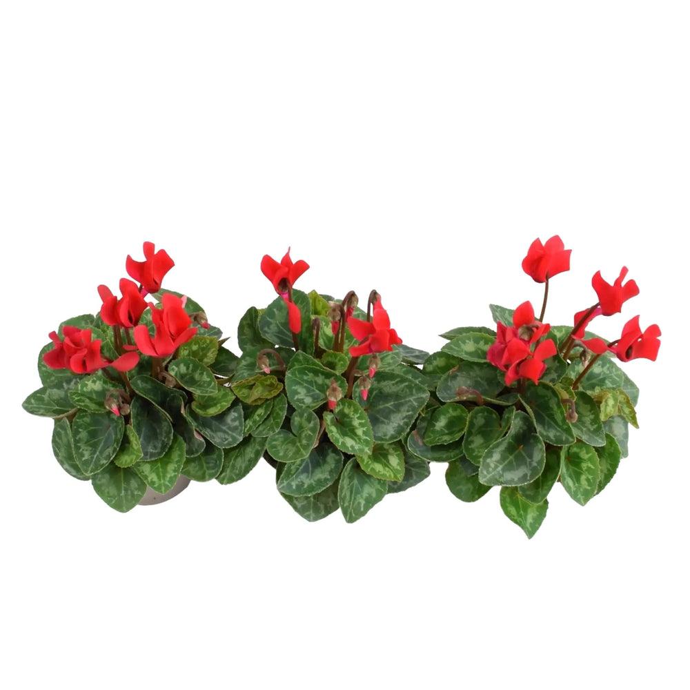 Cyclamen Red 9cm Pot x 3 plants by post