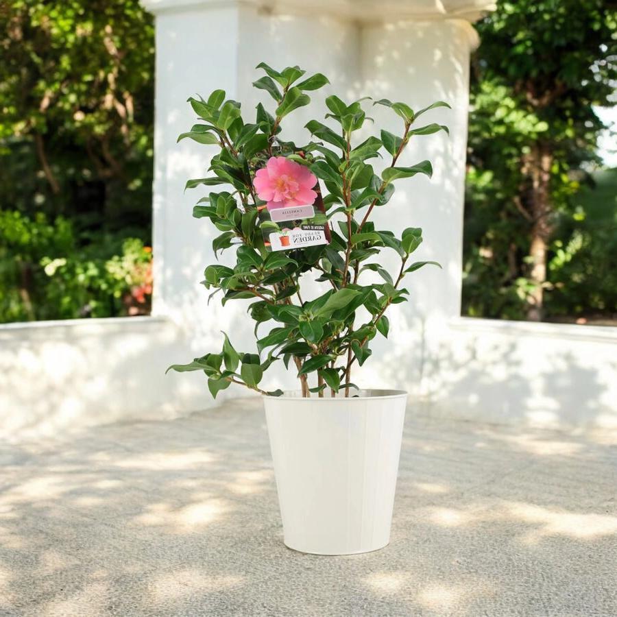 Camellia Japonica Pink Plants By Post