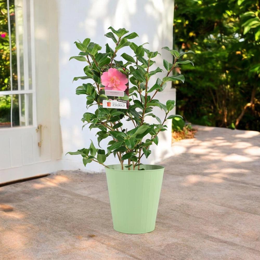 Camellia Japonica Pink Plants By Post