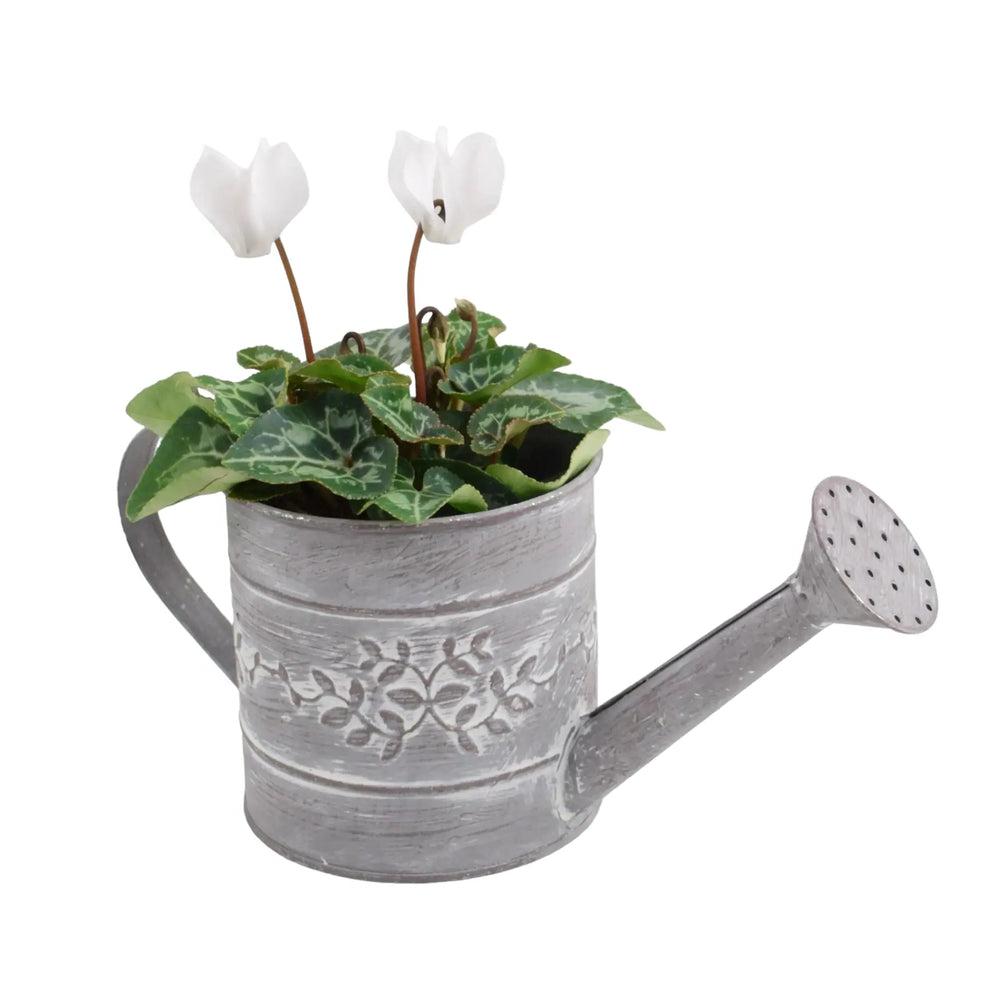 Cyclamen White in Watering Can plants by post