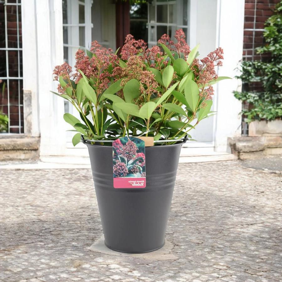 Skimmia Japonica Rubella 5L Pot Plants By Post