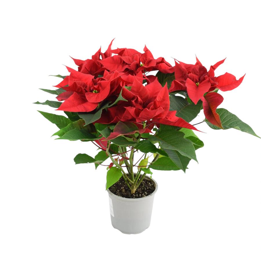 Poinsettia Red in 13cm Pot Available 30/10/2024 Plants By Post