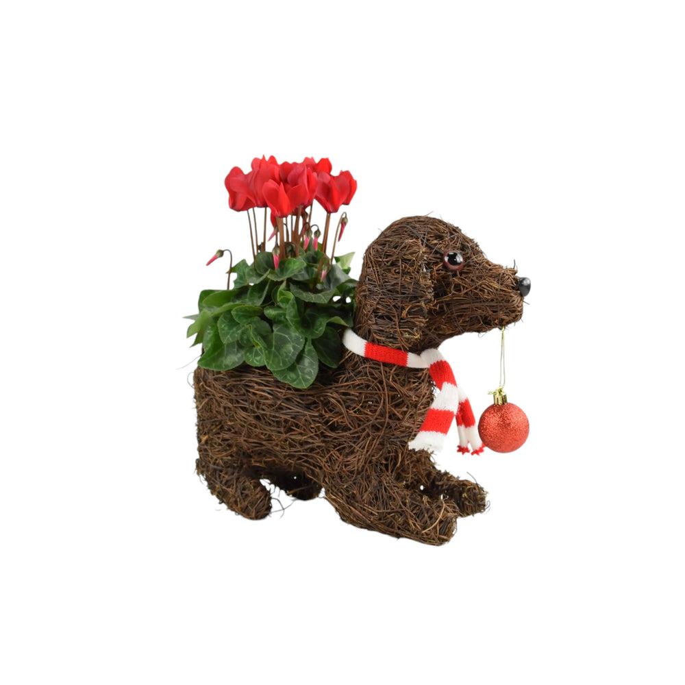 Dog & Bauble Christmas Planter With Cyclamen Plants By Post