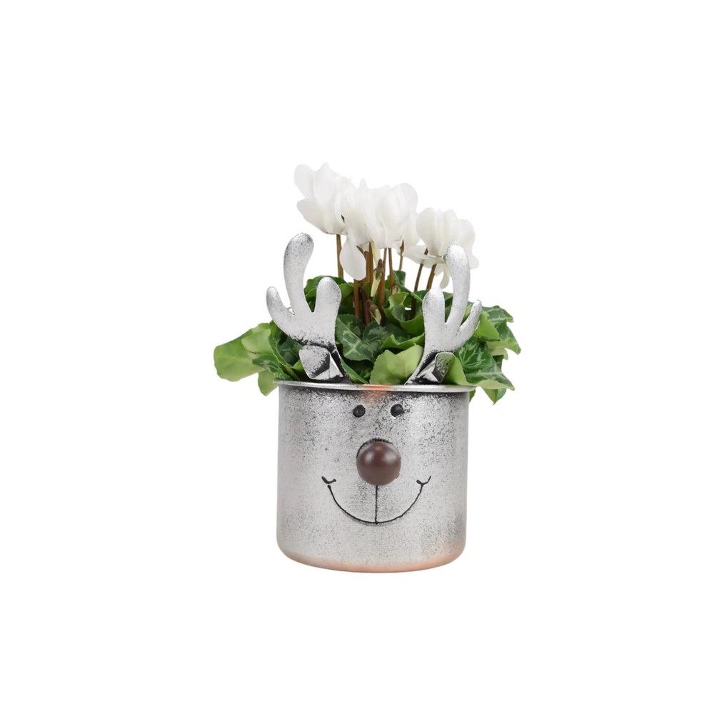 Metal Reindeer Face Planter With Cyclamen Plants By Post