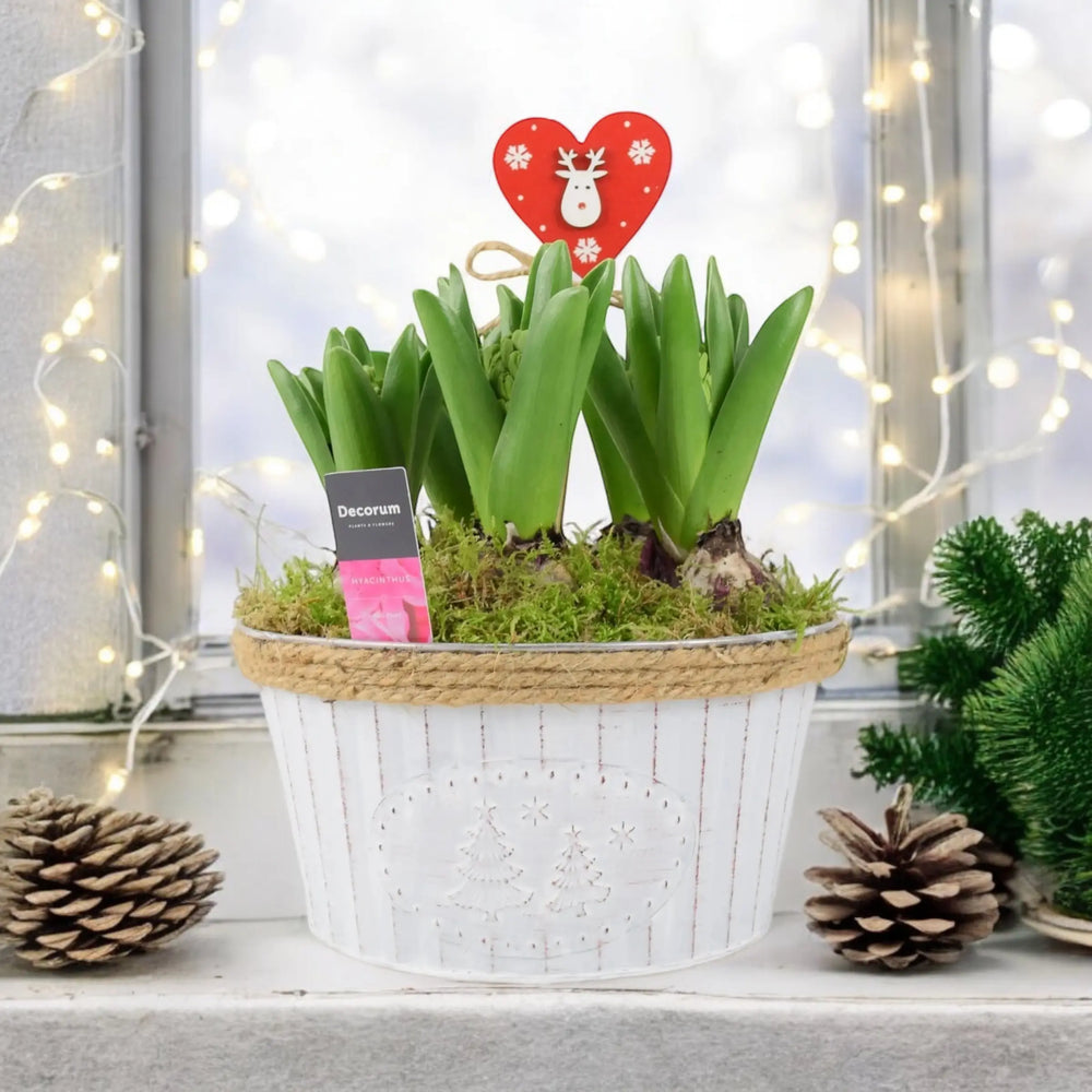 Hyacinth Christmas Bowl x 5 Bulbs Available 30/10/2024 Plants By Post