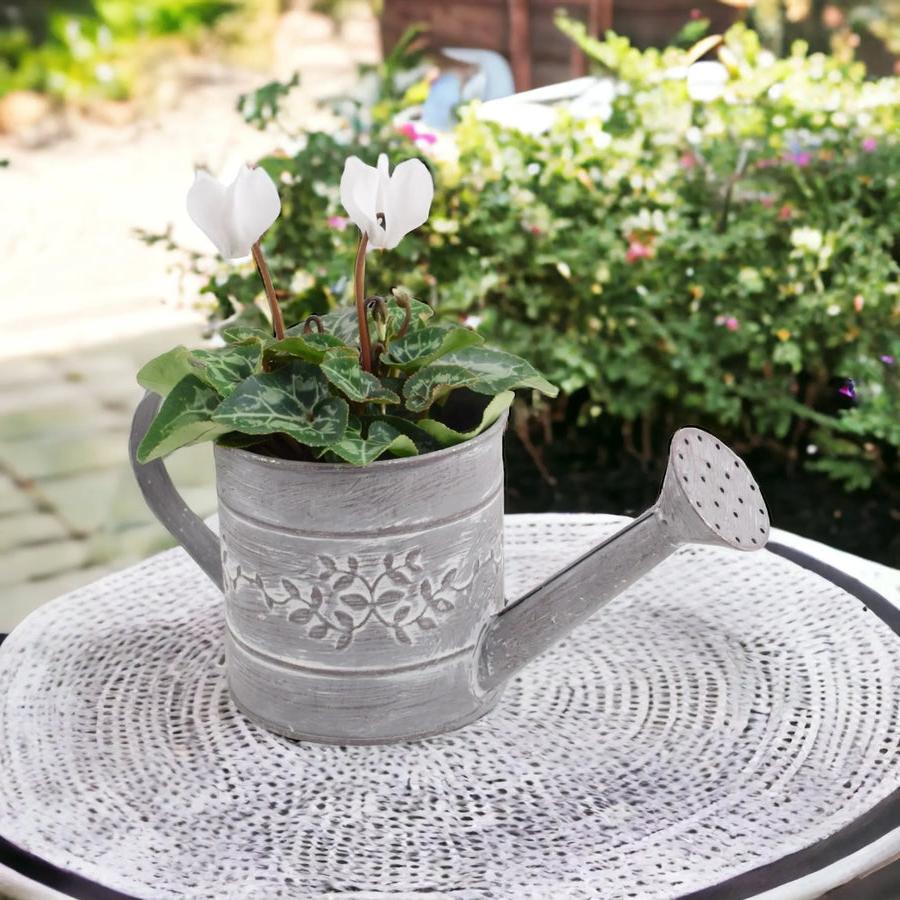 Cyclamen White in Watering Can