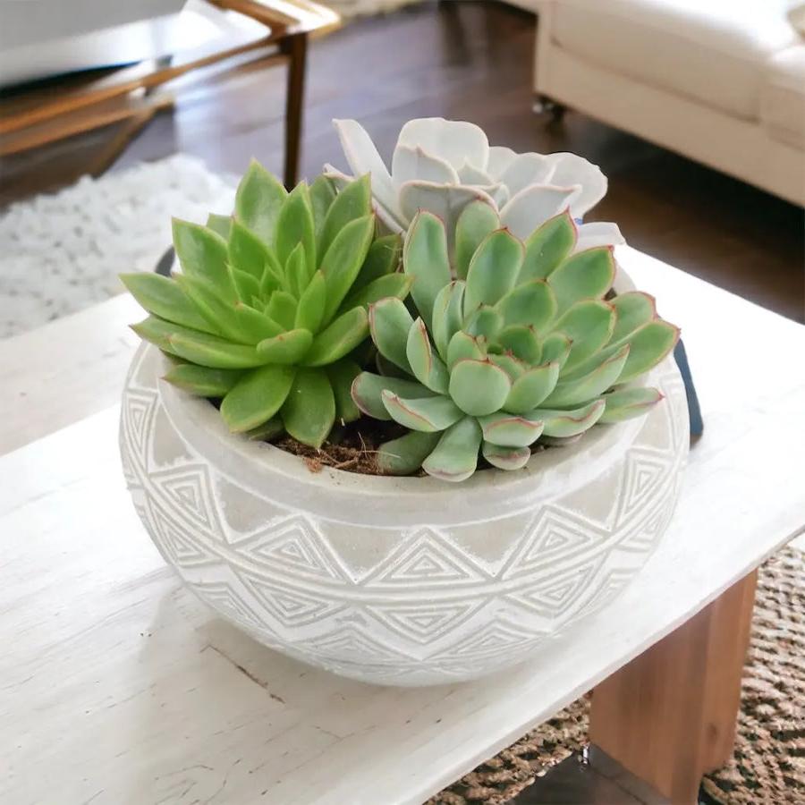 Echeveria Mixed in Ceramic Bowl