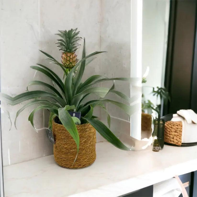 Pineapple in Sea Grass Basket