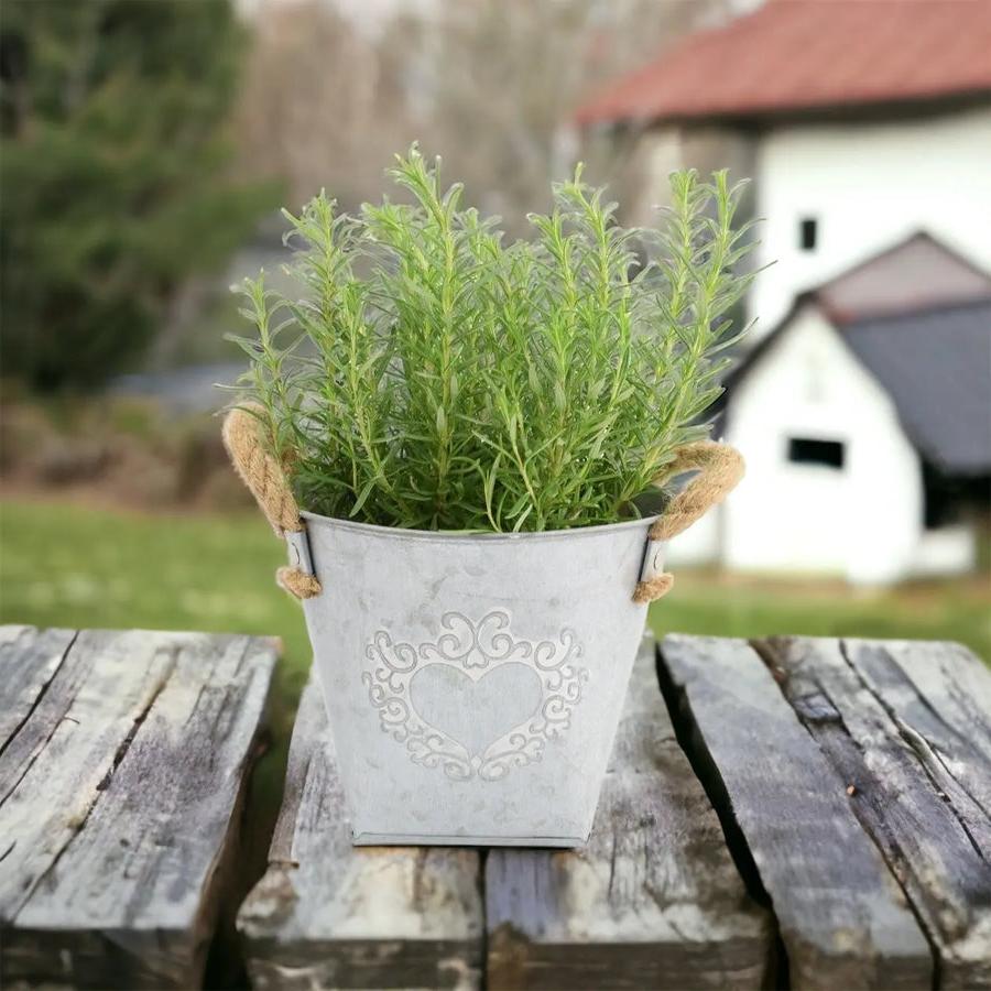 Rosemary in Heart Tin