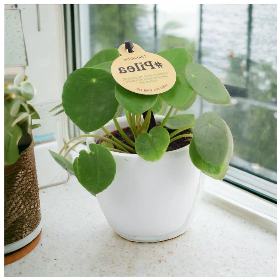 Mini Pilea Peperomioides 6cm Pot on window sill