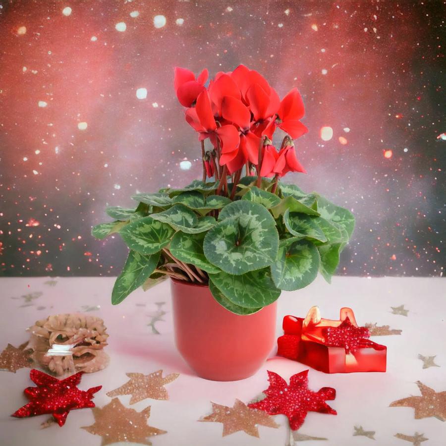 Cyclamen Red 12cm Pot Gift Plants By Post