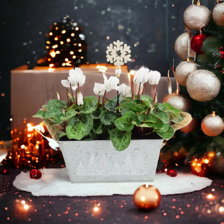 Cyclamen White in Christmas Trough