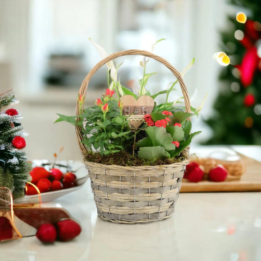 Christmas Indoor Small Planted Basket with Christmas Pick