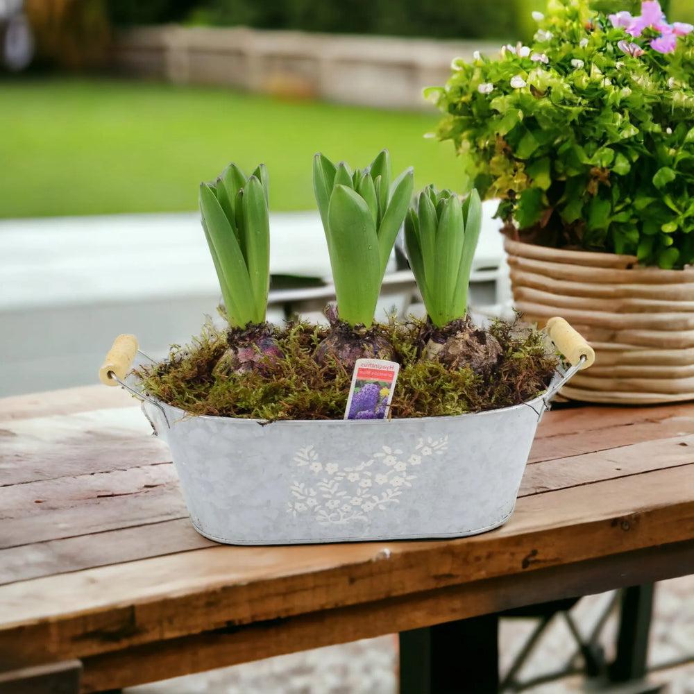 Spring Hyacinth Planted Trough x 3