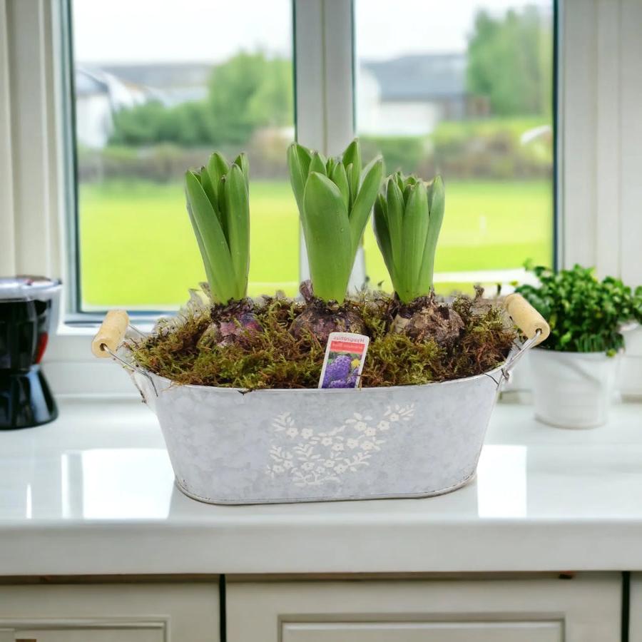 Spring Hyacinth Planted Trough x 3