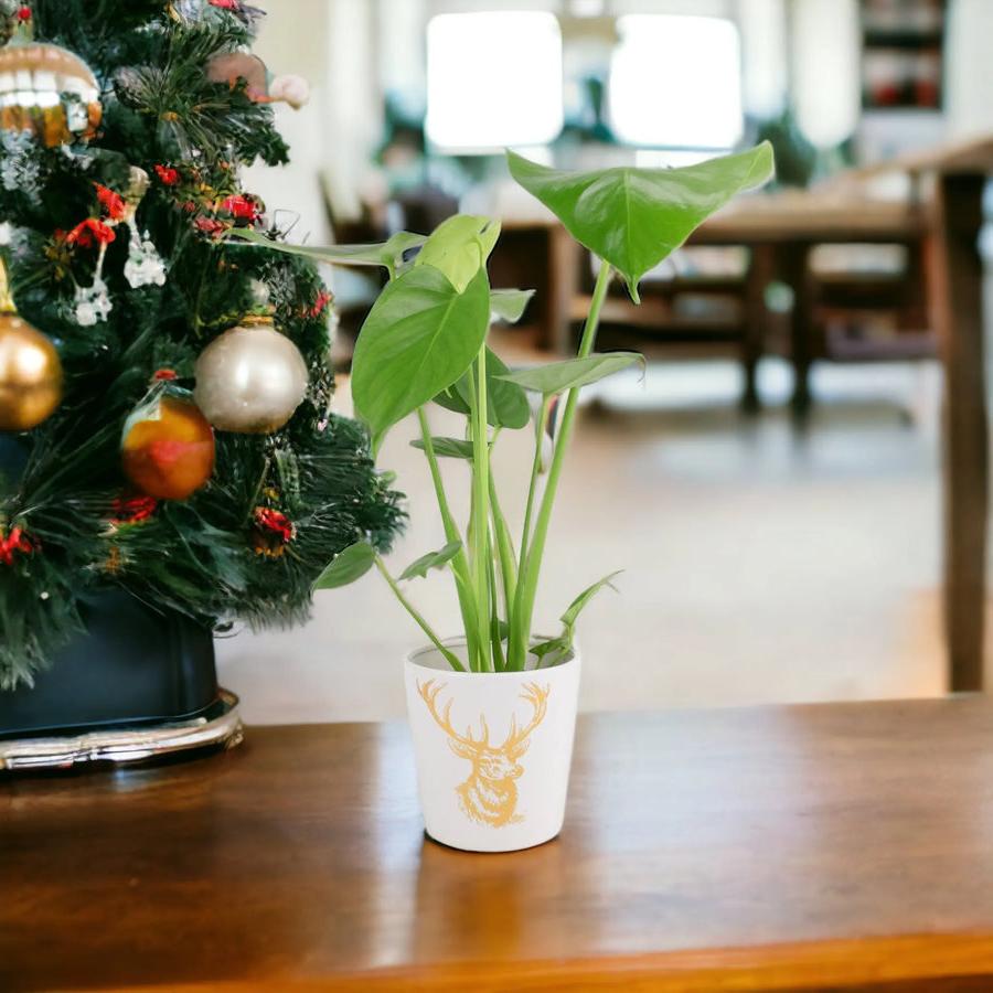 Monstera Cheese Plant in 12cm Gold Stag Ceramic Pot