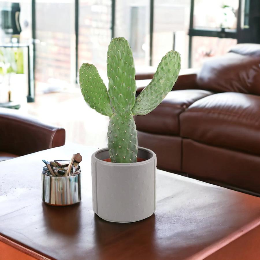 Cactus Consolea Rubescens In Grey Star Ceramic Pot Plants By Post