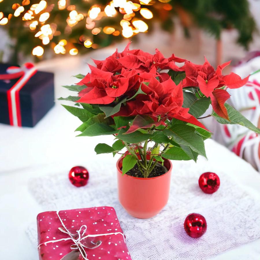 Poinsettia Red in 13cm Red Ceramic Pot Gift