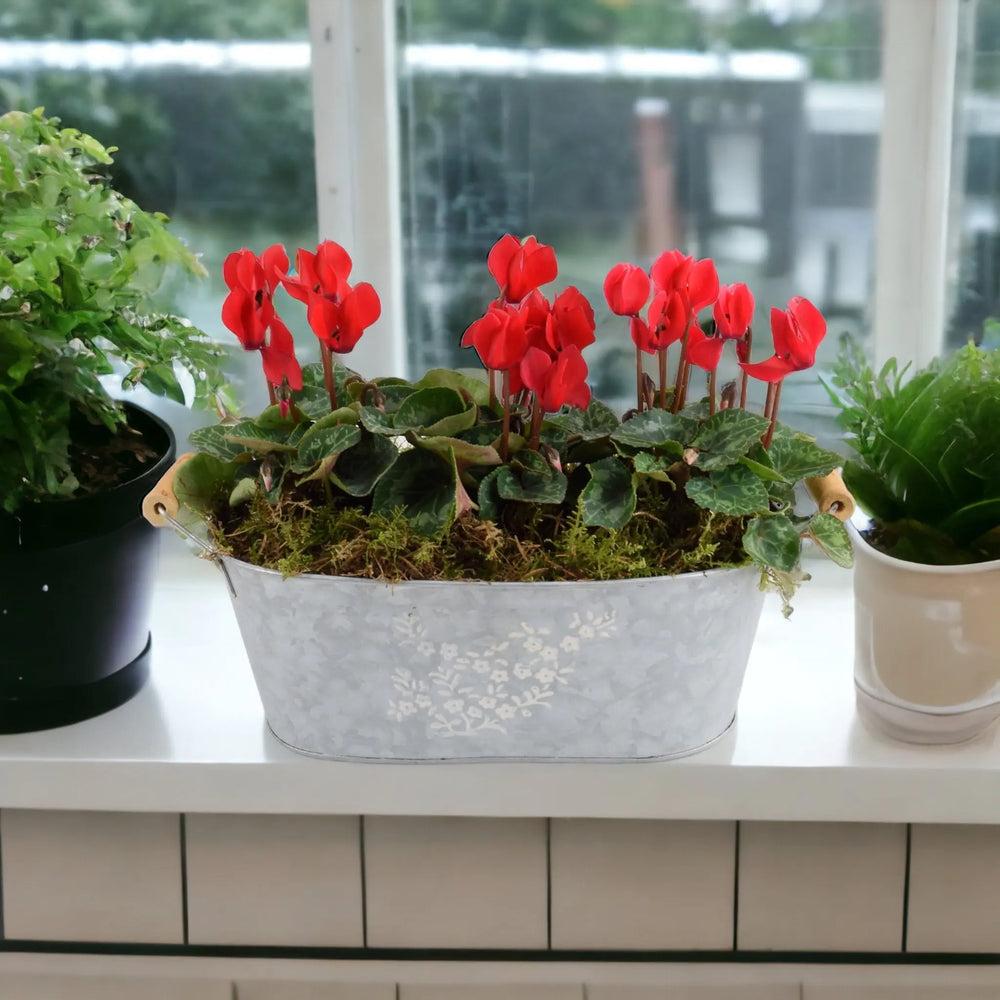 Cyclamen Floral Planted Trough