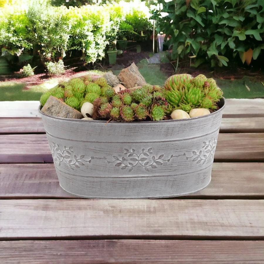 Sempervivum Leafy Vine Trough Planter Plants By Post