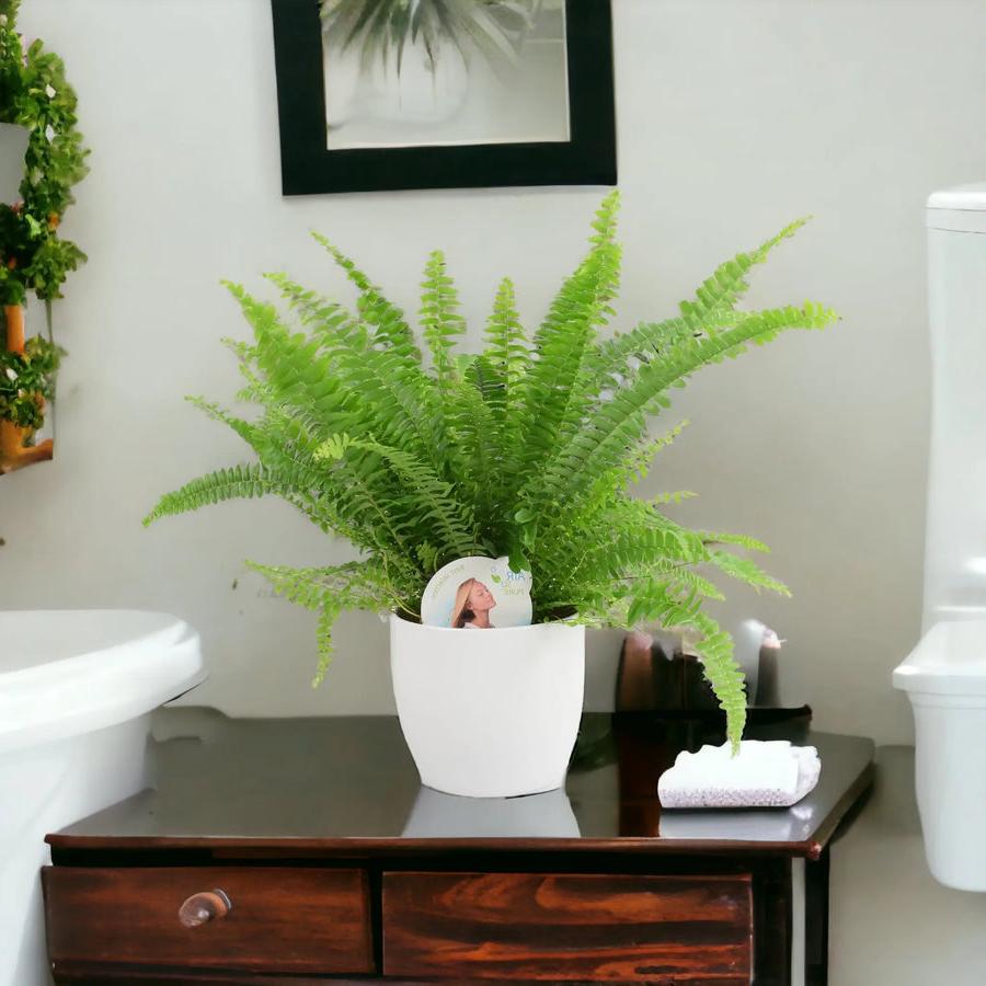 Boston Fern In White Ceramic Pot Gift Plants By Post UK